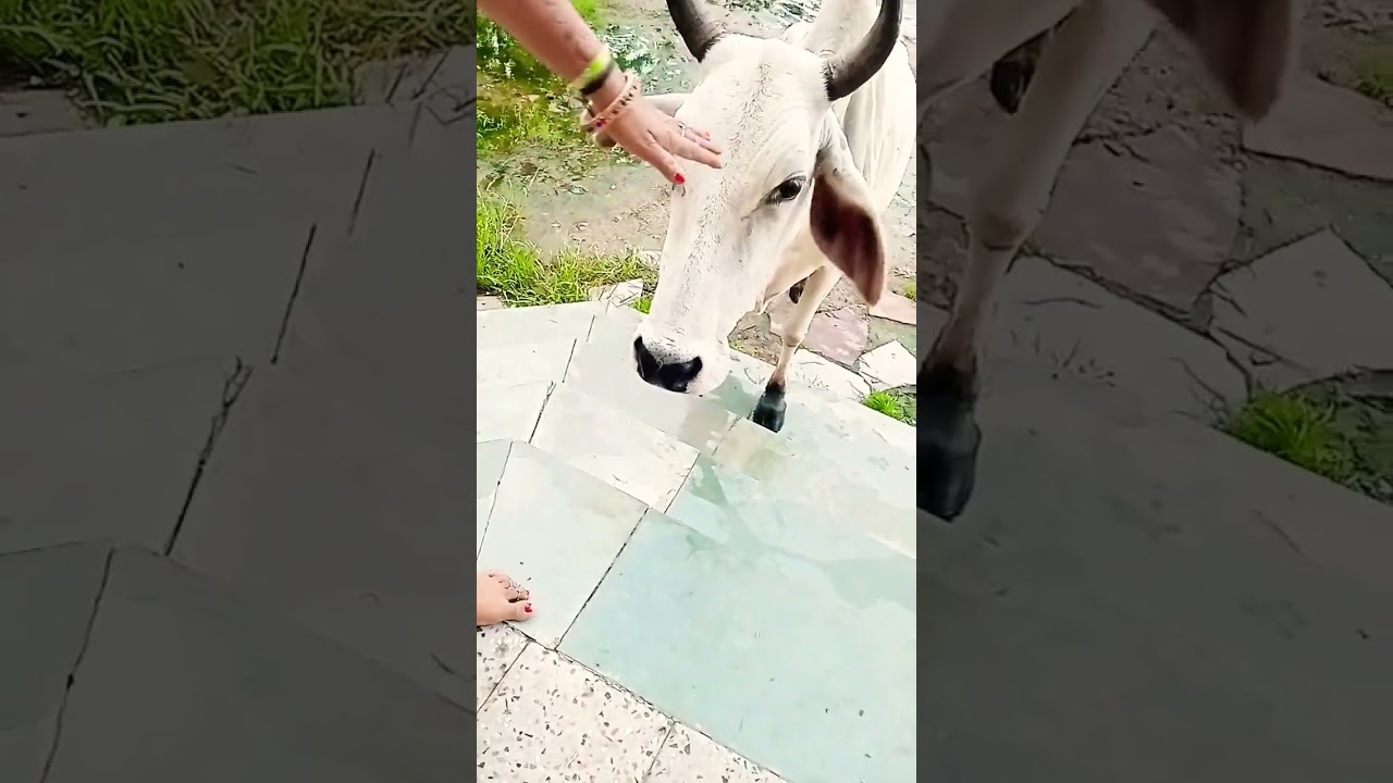 #savethecow#funny