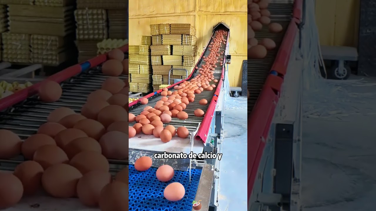 Despu&eacute;s de ver c&oacute;mo se hacen los huevos falsos, &iquest;a&uacute;n puedes distinguir los huevos reales?