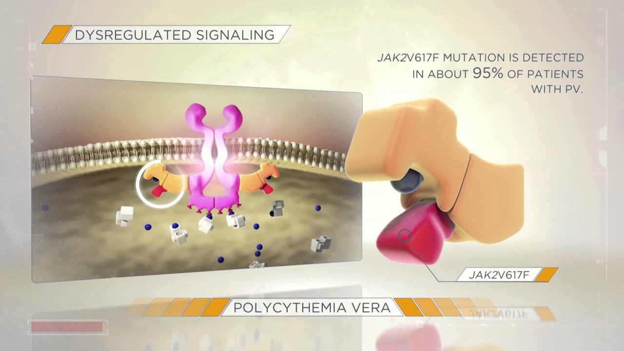 Understanding the Molecular Pathophysiology of Polycythemia Vera