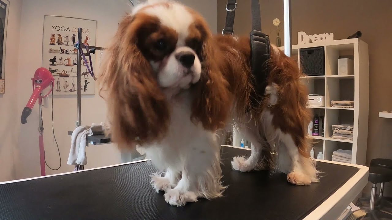 Cavalier King Charles Spaniel beim Hundefrisör #grooming