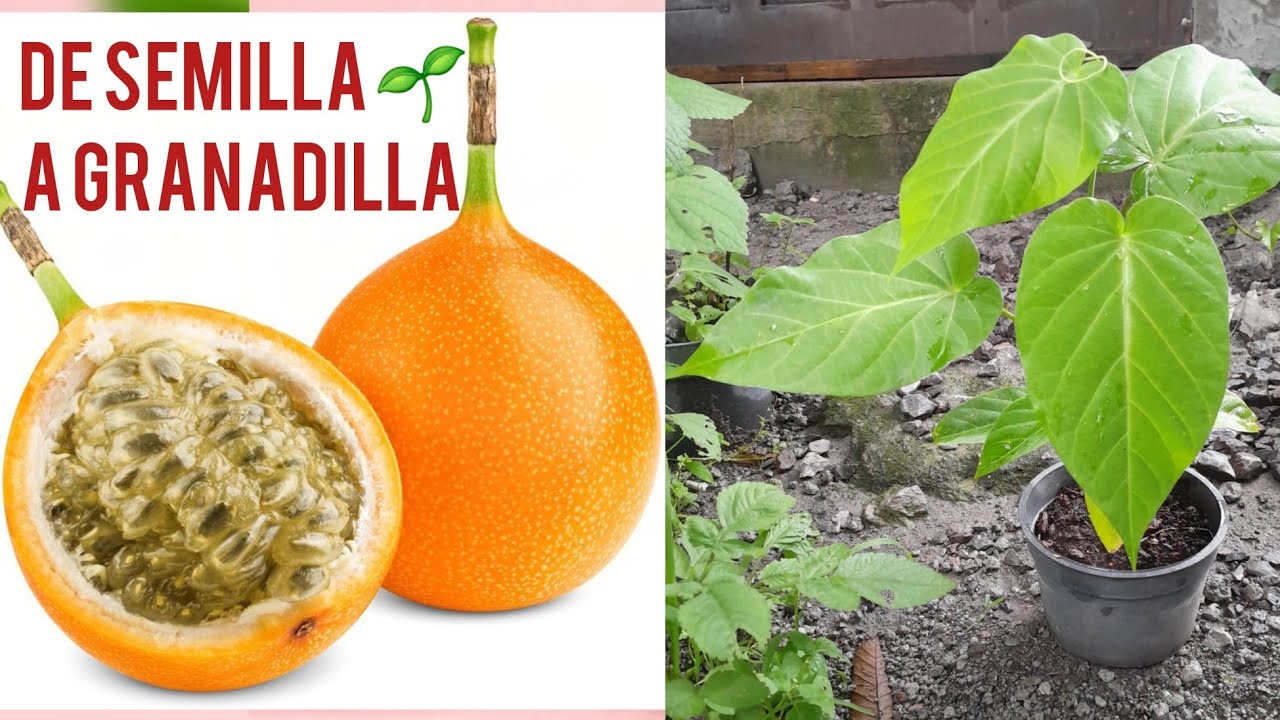 Cómo germinar granadilla /granada china en casa Paso a paso |Misplantitas