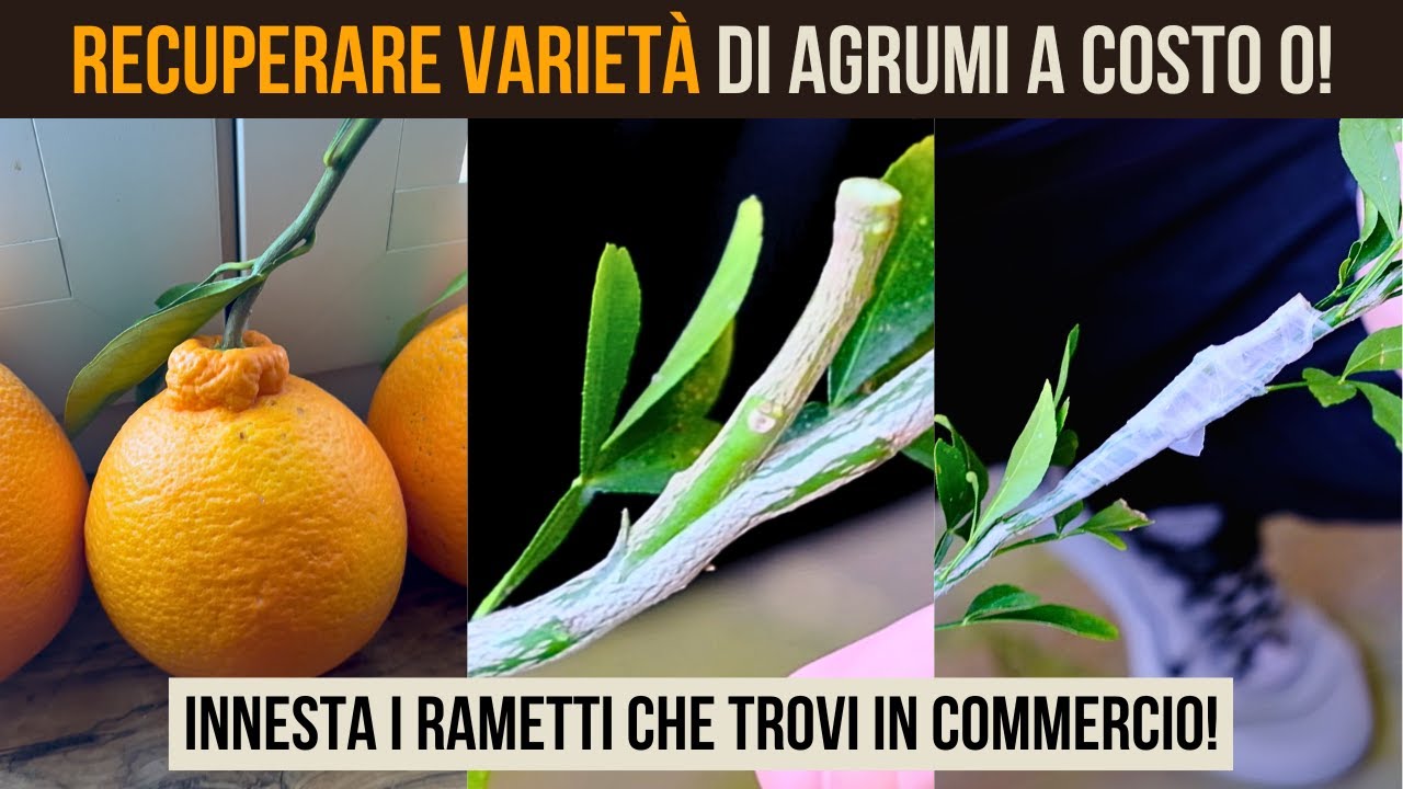 🔥 Come Innestare Rametti del Supermercato: Metodo Facile per Moltiplicare le Piante GRATIS! 🌱