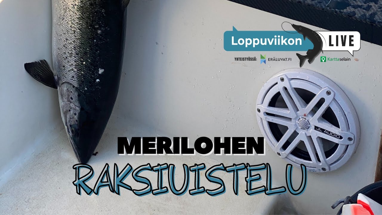 Merilohen raksiuistelu | Loppuviikon LivE