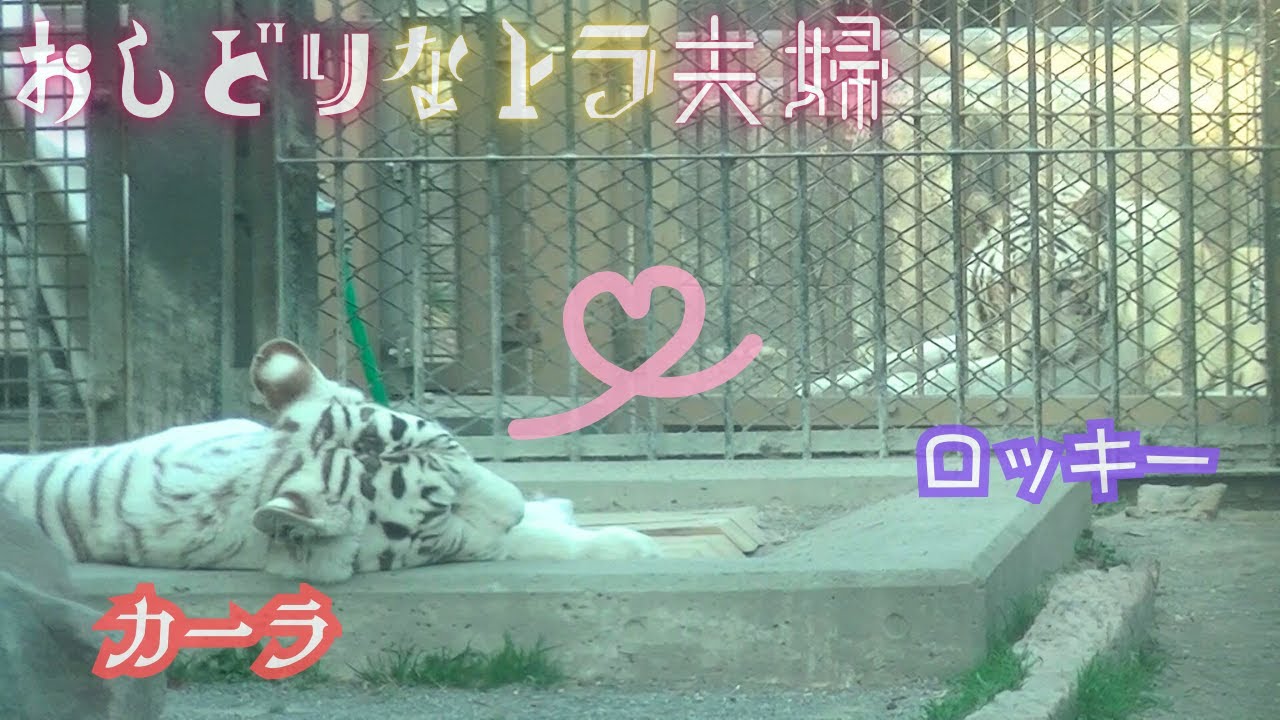 【おしどりなトラ夫婦】東武動物公園ホワイトタイガー「カーラ」「ロッキー」2025.2.28