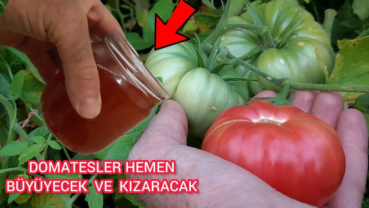 DOMATESE Acilen Bunu Uygulayın Hemen Büyüyüp Kızaracak Daha Çok Meyve Verecek %100 Başarının Sırrı