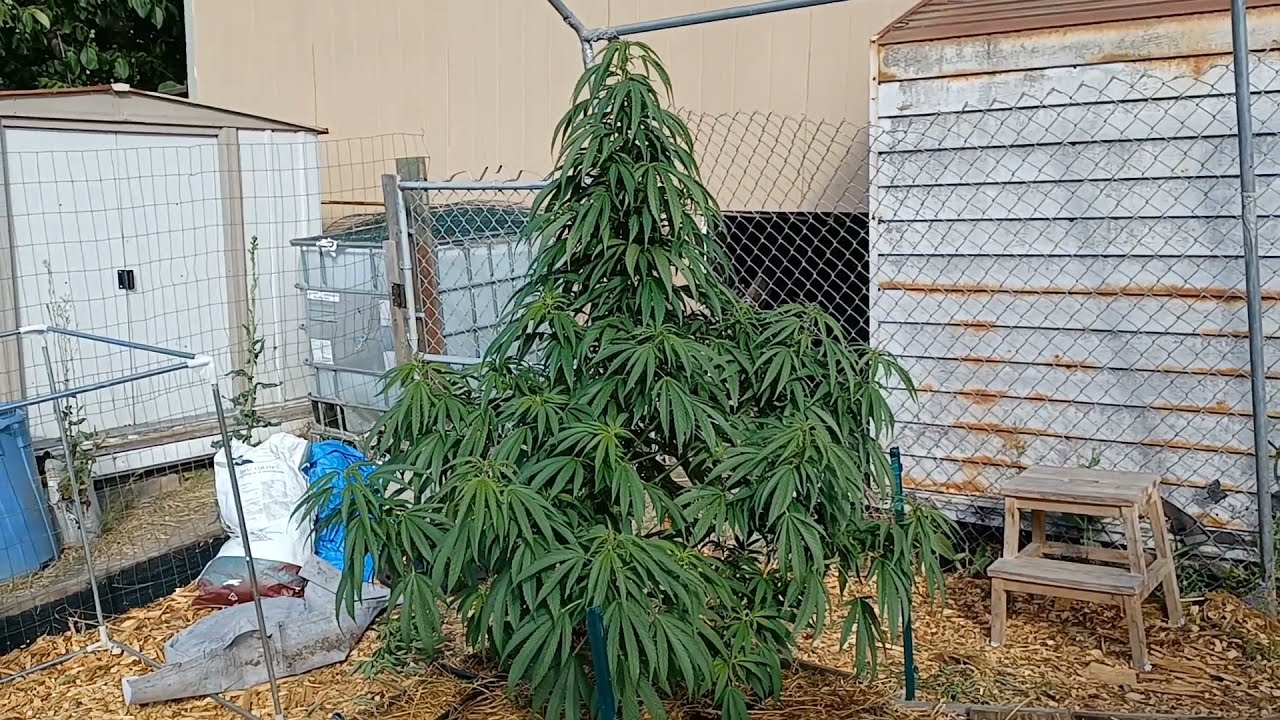 cannabis grow update 2021