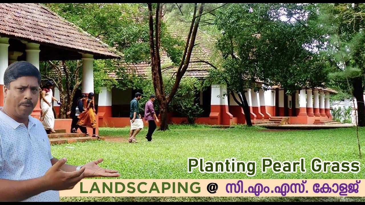 പേൾ ഗ്രാസ് നടുന്ന വിവിധ ഘട്ടങ്ങൾ . കോട്ടയം CMS കോളേജ്. Call : 91 85920 70707