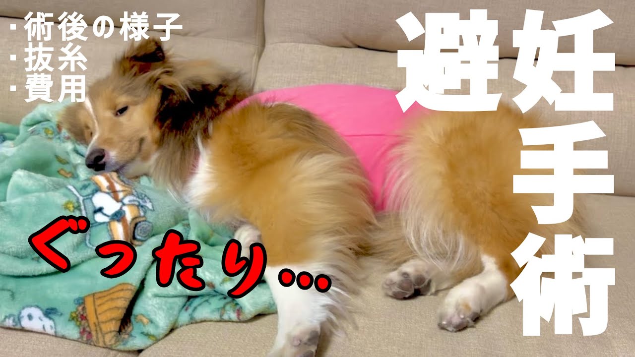 【避妊手術】避妊手術受けてきました。生後11ヶ月のシェルティ