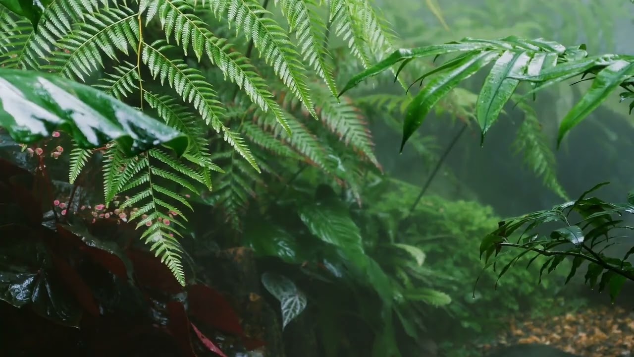 Rain & Thunder in Deep Forest | 1-Hour Sleep Soundscape | ASMR