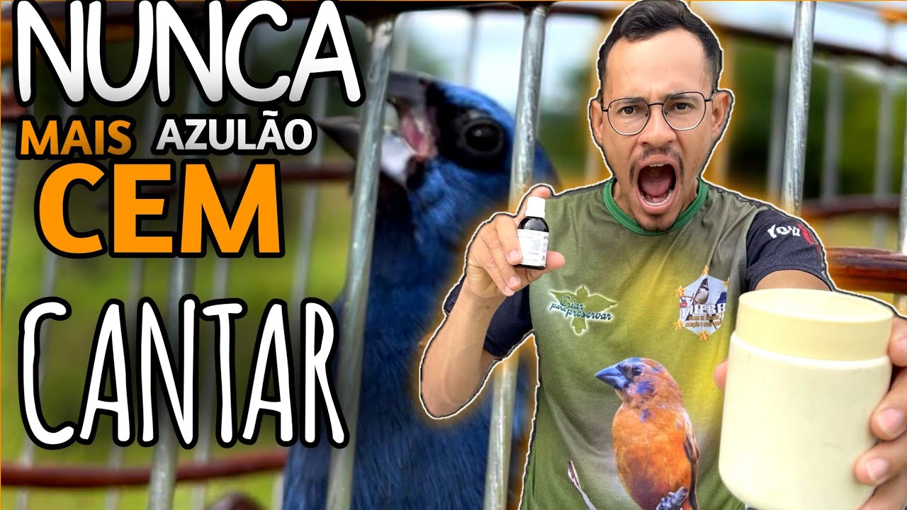 Truques SENSACIONAL ! Como Fazer azulão frio ABRIR CANTO e foguear ( qalqer Azulão pardo ou azul )