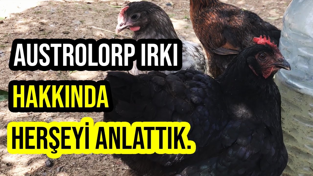 AUSTRALORP TAVUK HAKKINDA HERŞEY | IRK ÖZELLİKLERİ, YUMURTA VERİMİ | GURK OLUR MU? | (Blue chicken)
