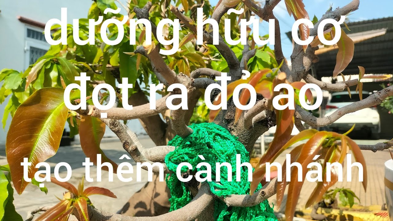 Dưỡng hữu cơ đọt ra đỏ ao và tạo thêm cành nhánh 