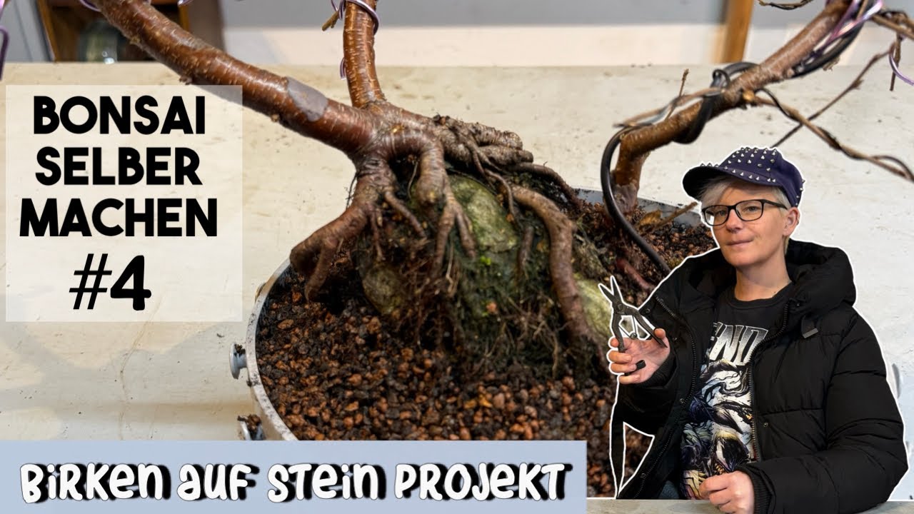 Update : Birken auf Stein | Birken Bonsai 
