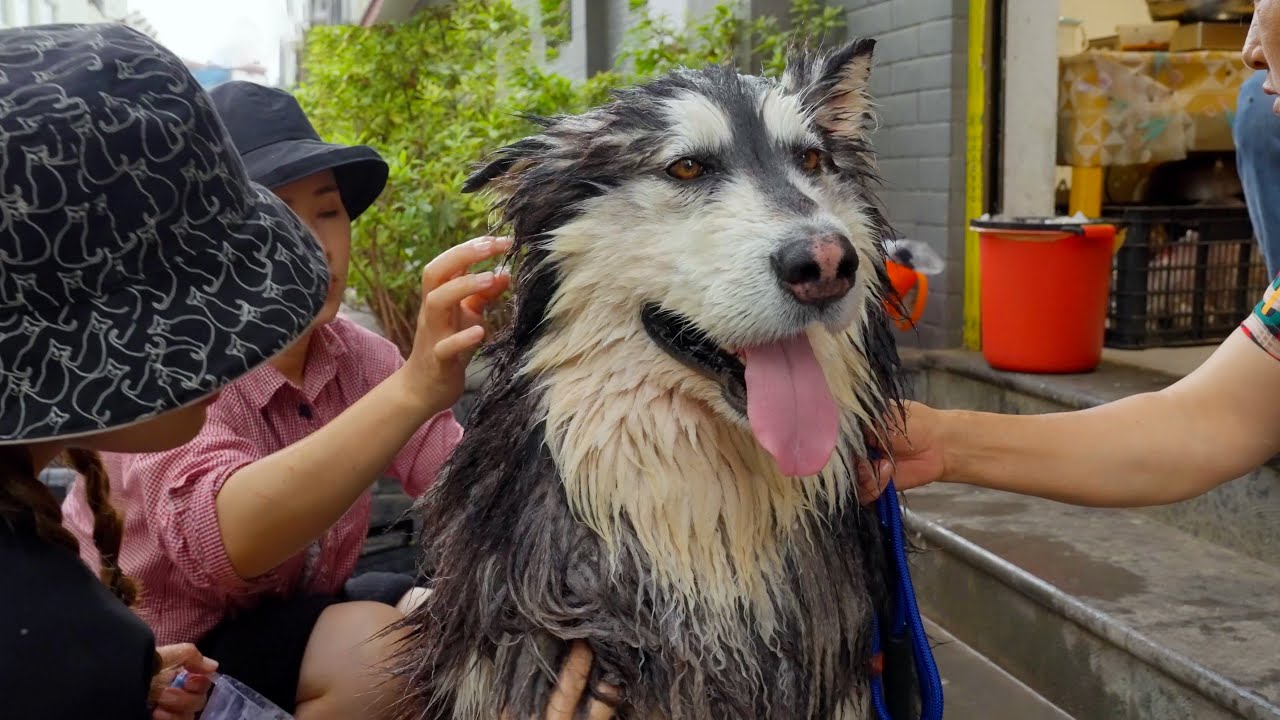 带大王上美容院来个专业美容，摇身一变全村最帅的狗狗 Take Dawang to the beauty salon and make him become the most handsome dog