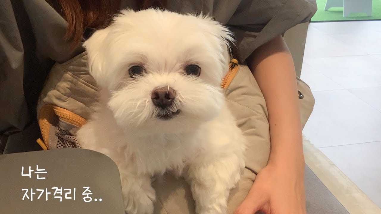나 없이도 잘 사는 재롱이
