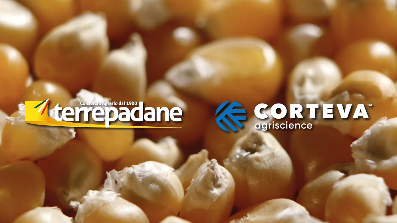 Stop alle aflatossine nel mais con AF-X1 2021 - Terrepadane e Corteva Agriscience