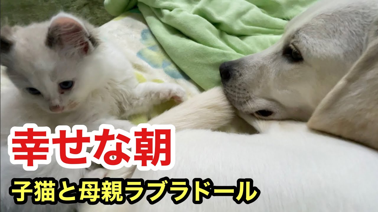 何気ない朝を幸せに変えてくれる子猫と母親ラブラドールレトリバー