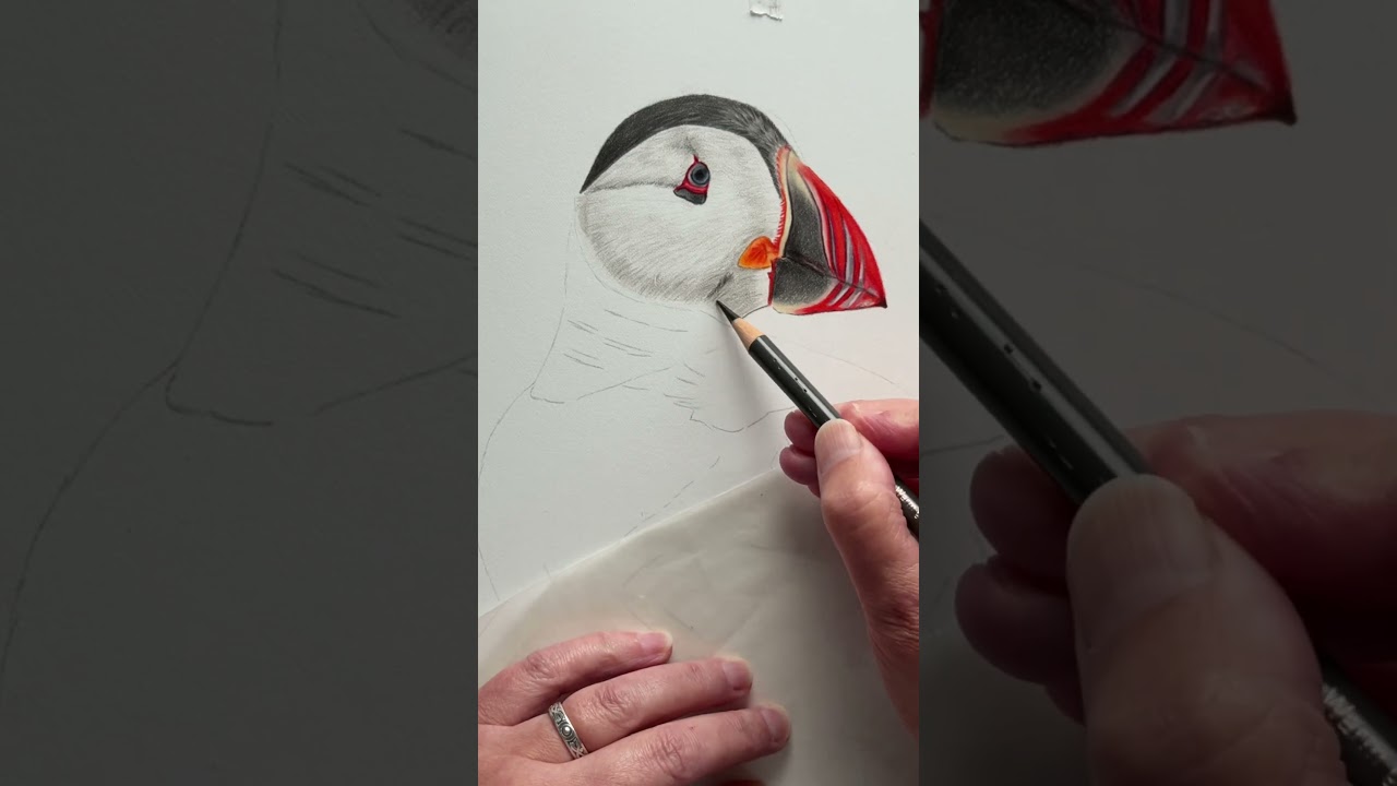 Little Puffin on the board Claire Milligan tutorial #colouredpencil #puffin #birds #art #learntodraw