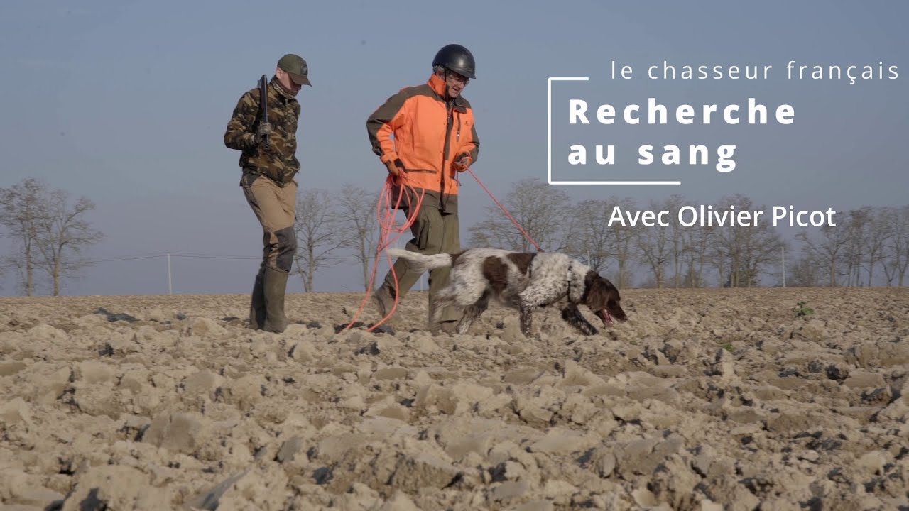 Recherche au sang