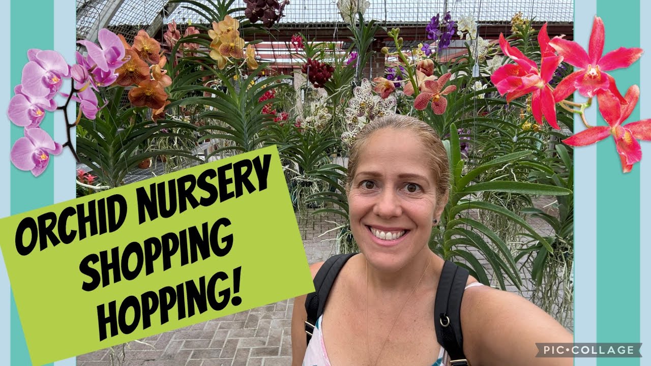 Orchid nursery hopping shopping! Part 1 RF. Best Nursery in town!