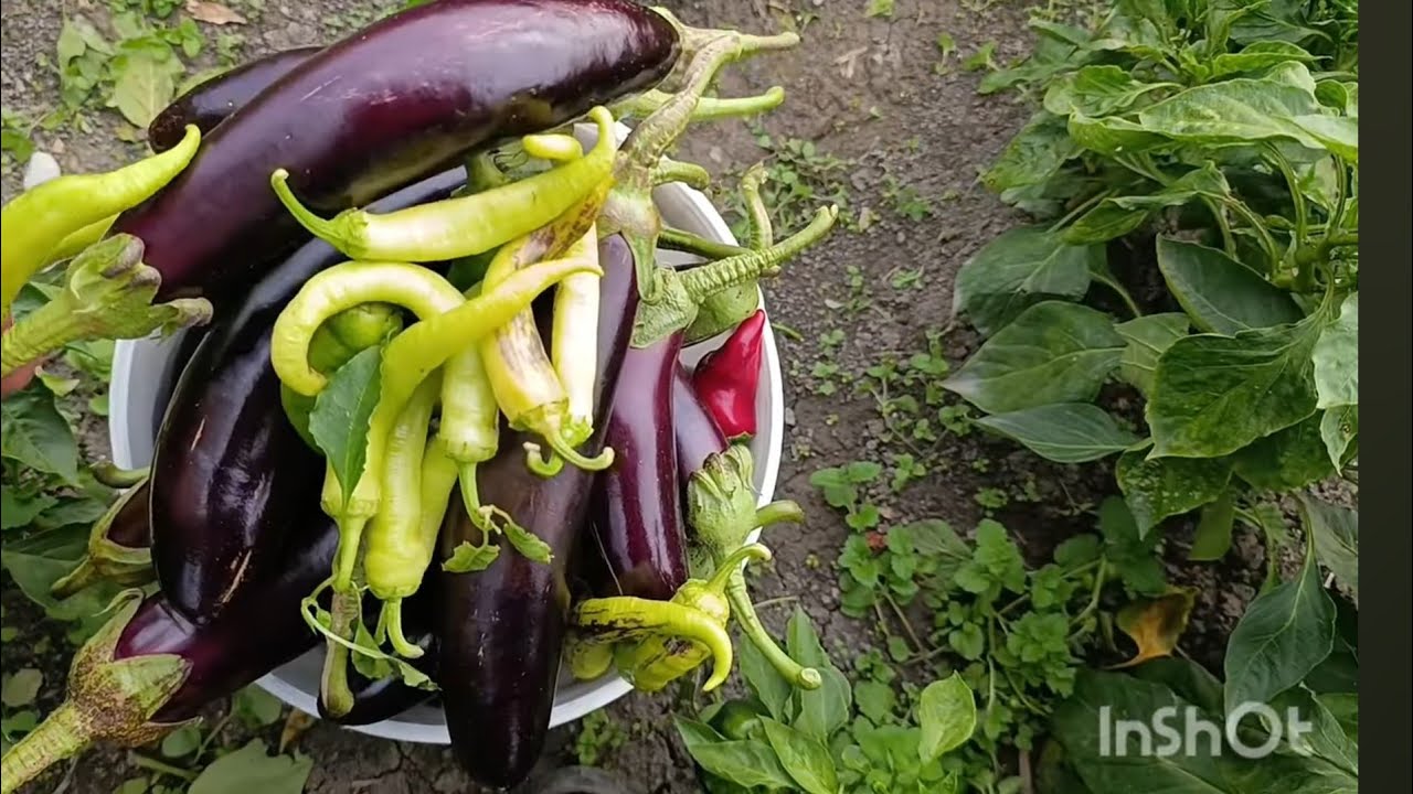 BİBER PATLICAN 🍆 HASATI MİS GİBİ TAZECİK #keşfet#köy #koyvlog 