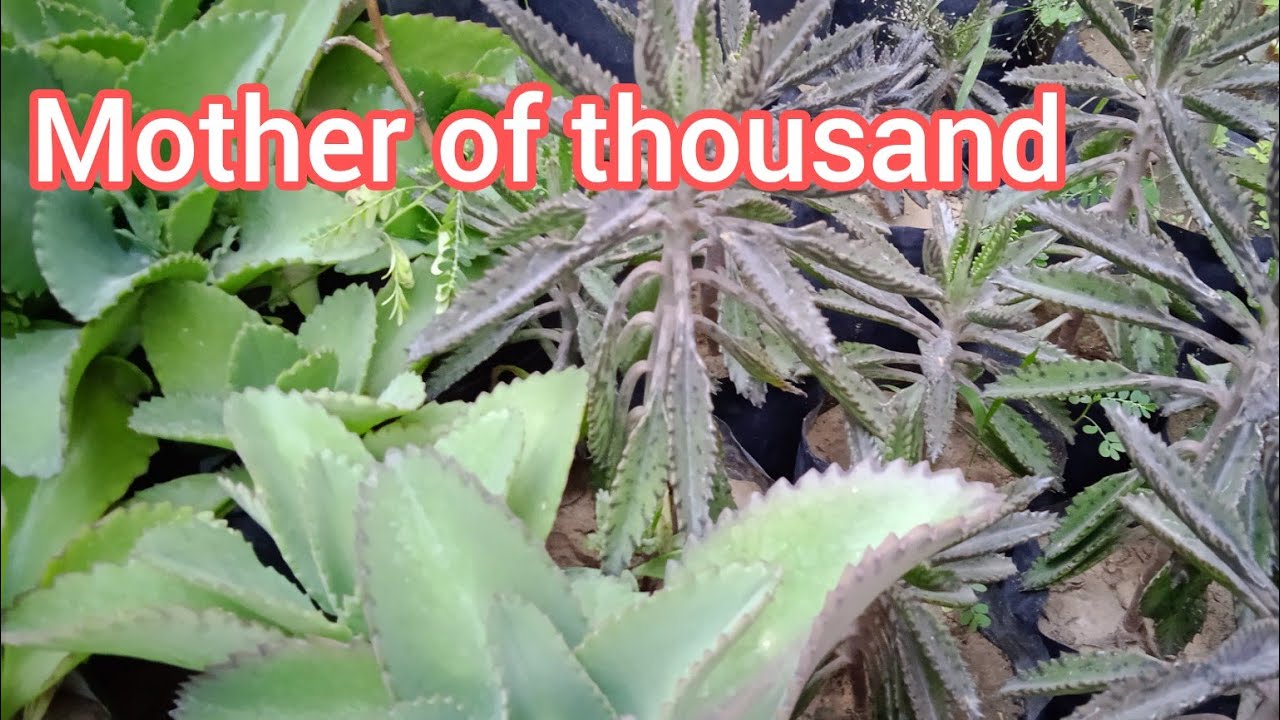 mother of thousands  plant/ plant care/succulent plant