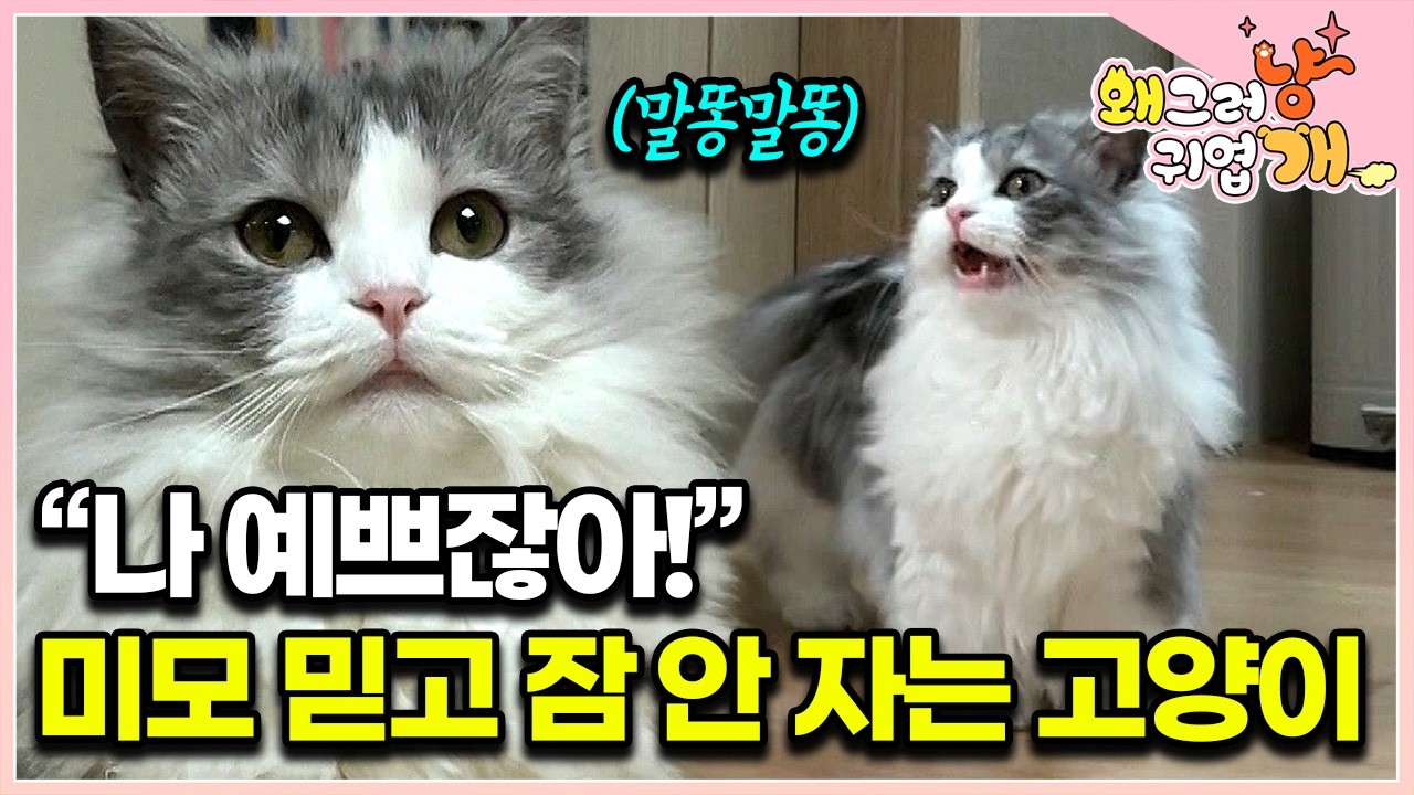 묘생 8개월 차 체력 넘치는 고양이 때문에 매일 밤 진땀빼는 집사들. 고양이 우는 소리 해석하는 수의사 미야옹철 │#왜그러냥귀엽개