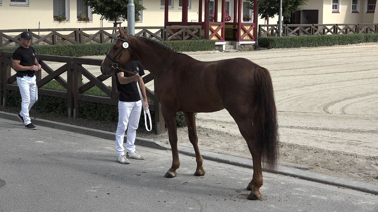 Z hřebce by měl vyzařovat pohlavní výraz, říká komisař Stanislav Hošák