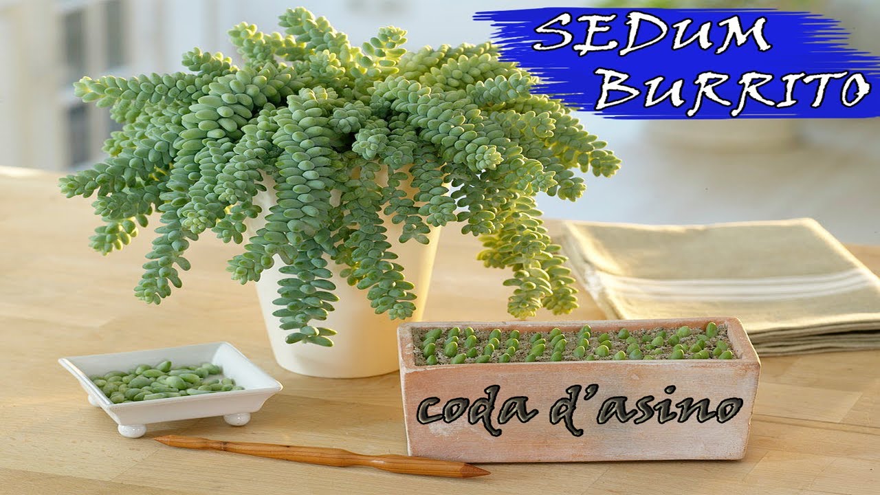 Pianta Grassa - CODA D'ASINO | TUTTO sul sedum BURRITO