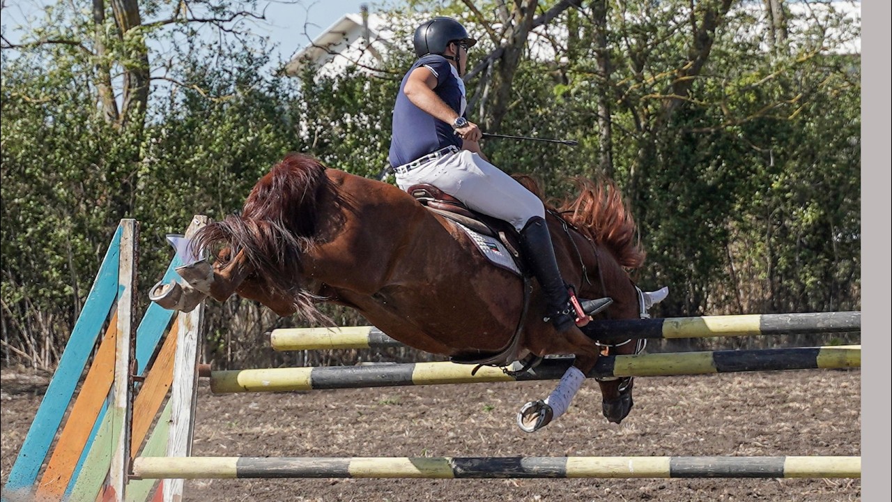 Horses