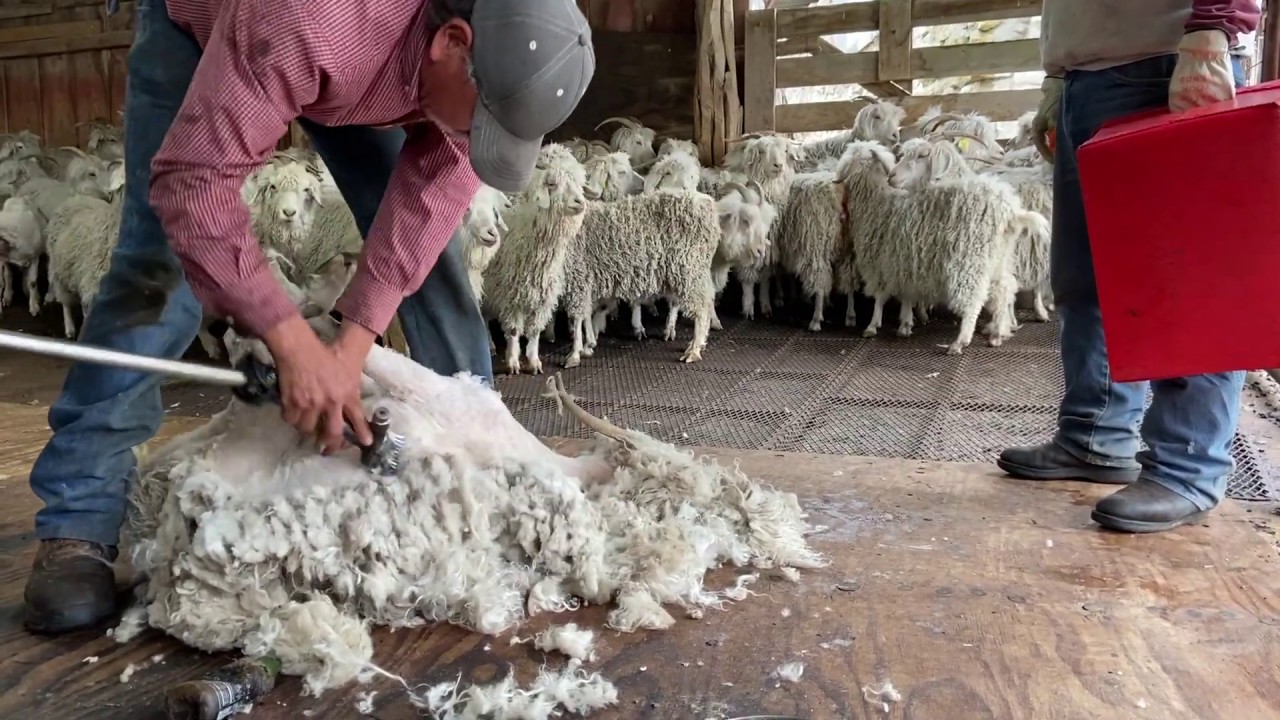 Angora Goat Shearing
