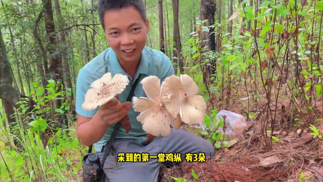 小蒋拿着自己的“采菌秘籍”按着它的记录今天收获第一堂鸡枞菌！ #大自然的馈赠 #鸡纵菌