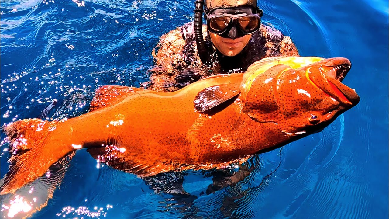 INDO TALES - EPISODE 23 Big blue spotted coral trout and grilling on a beautiful island