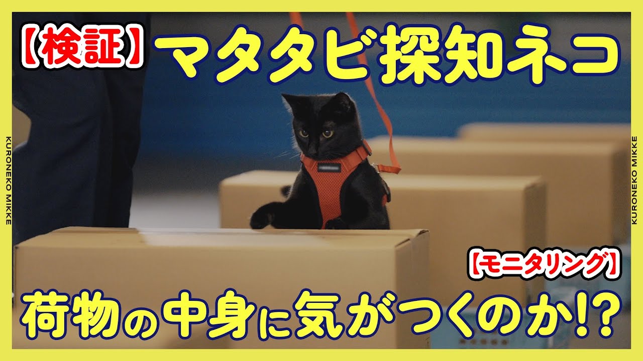 【検証】マタタビ探知猫!?荷物の中にマタタビが入っていたら猫は気がつくの？【モニタリング】
