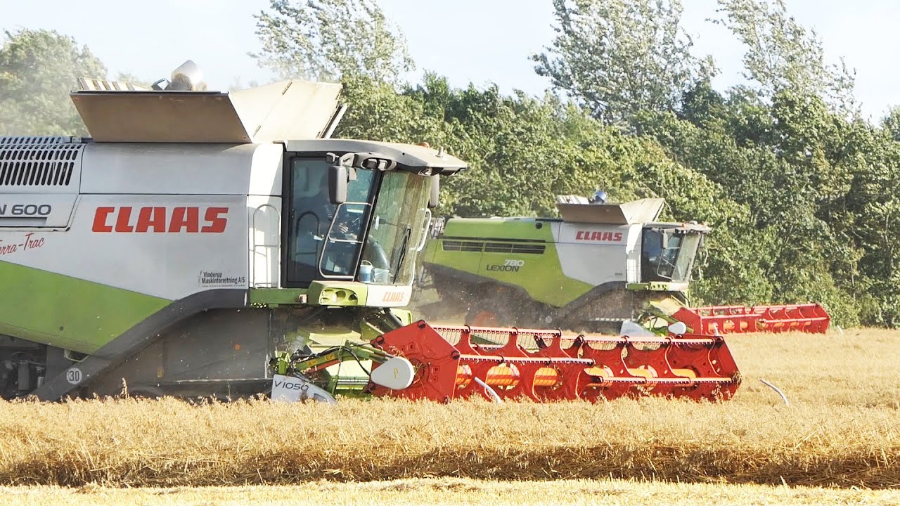 Claas Lexion 570, 580, 600 & 780 TT in the same field harvesting at once | Harvest Season 2021