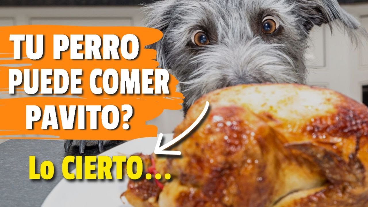 &iquest;Los PERROS Pueden COMER PAVO? 🐶🍗 La verdad Sobre el Pavo Crudo