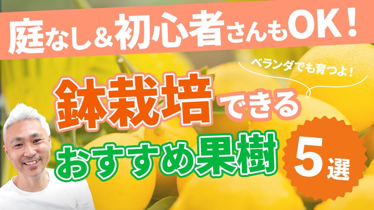 庭なし＆初心者さんもOK！鉢栽培できる果樹おすすめ５選