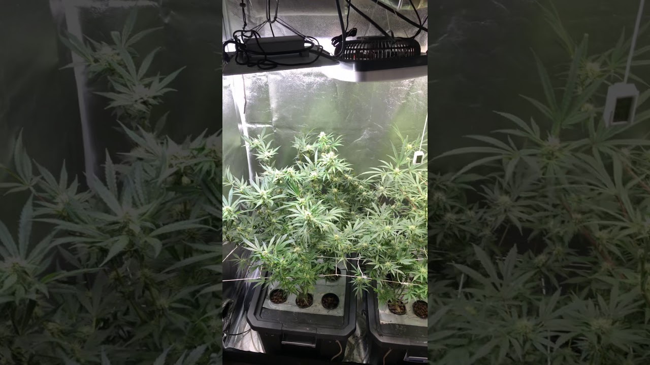 Intro to Budget Hydro ... Quantum board led grow