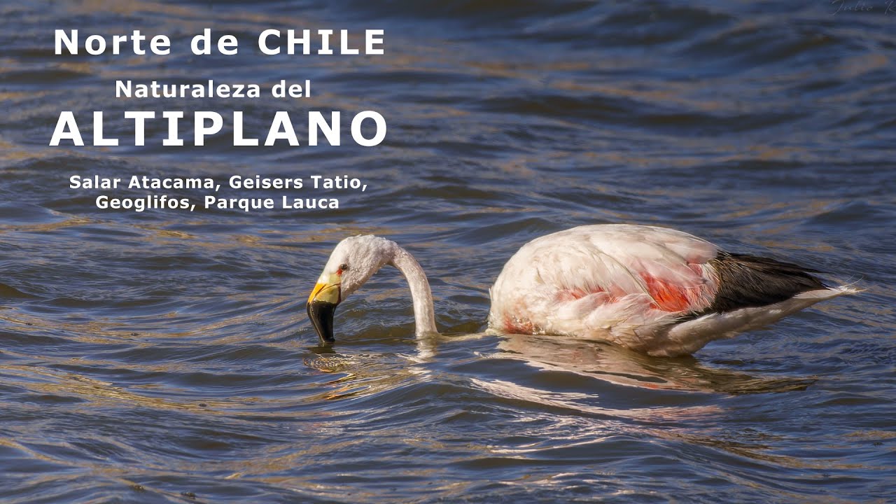 Norte de Chile - Salar Atacama, Geiser de Tatio, Geoglifos, Parque Lauca - Naturaleza del Altiplano.