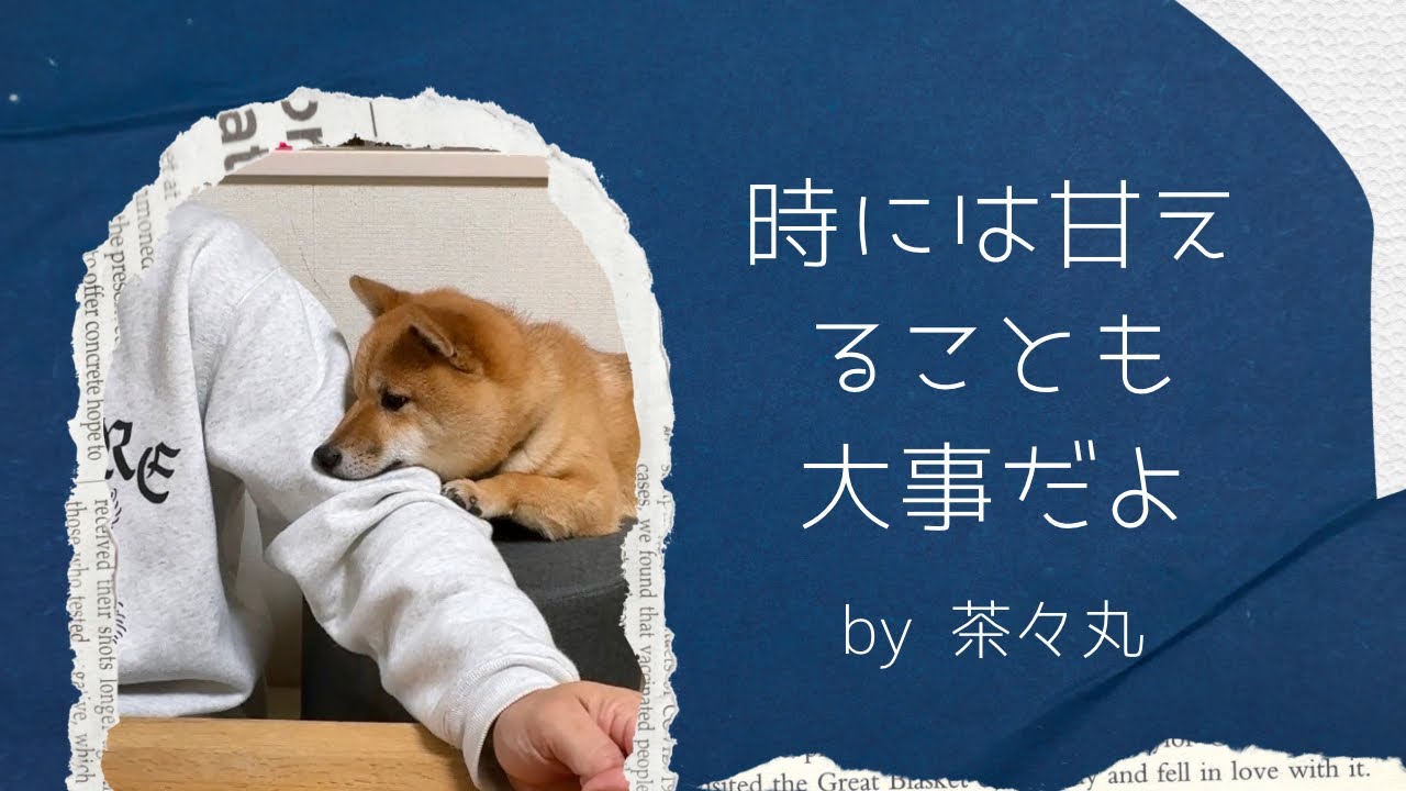 【豆柴 茶々丸 2歳】人生の教訓を教えてくれる柴犬