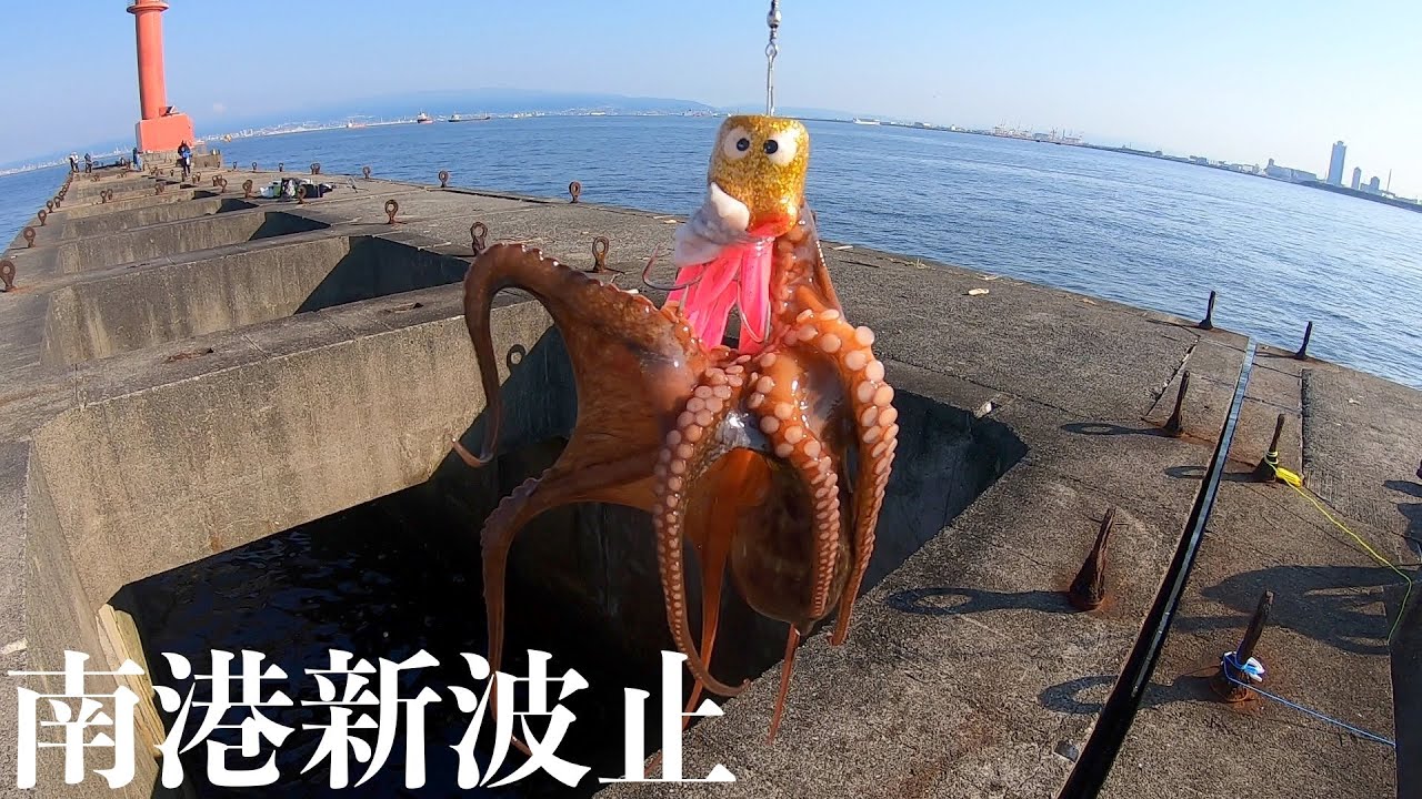 南港新波止にタコが無限に湧いてくる