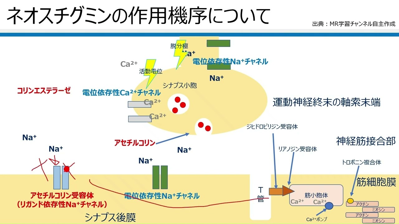コリンエステラーゼ阻害薬（ネオスチグミン）の作用機序