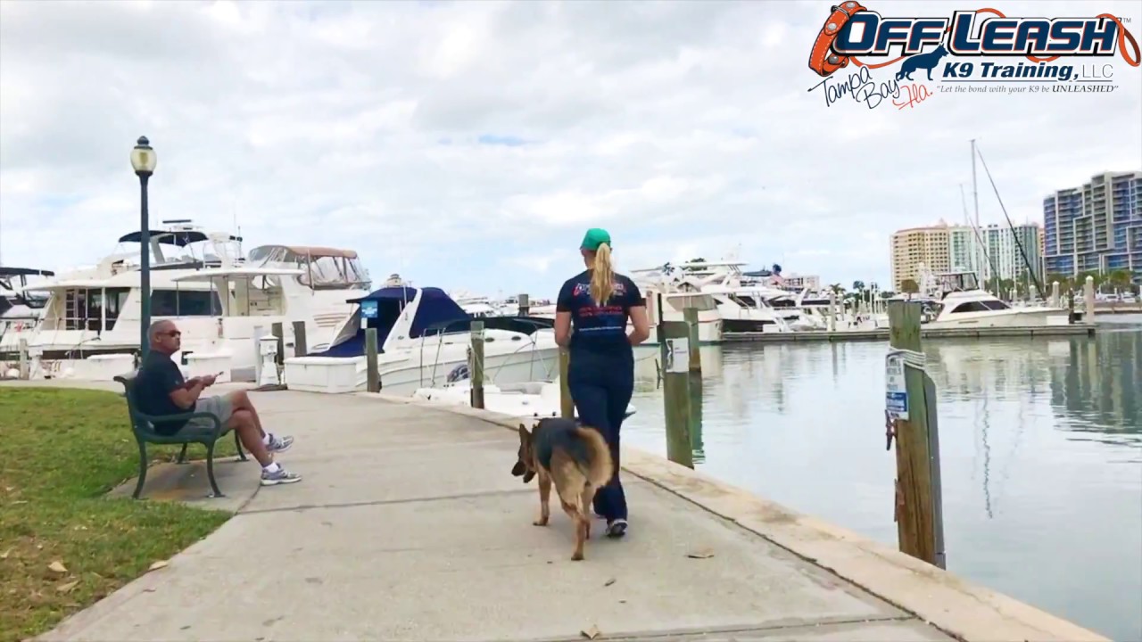 REX 1.5 year Old German Shepherd Before and After Off Leash K9 Tampa Bay