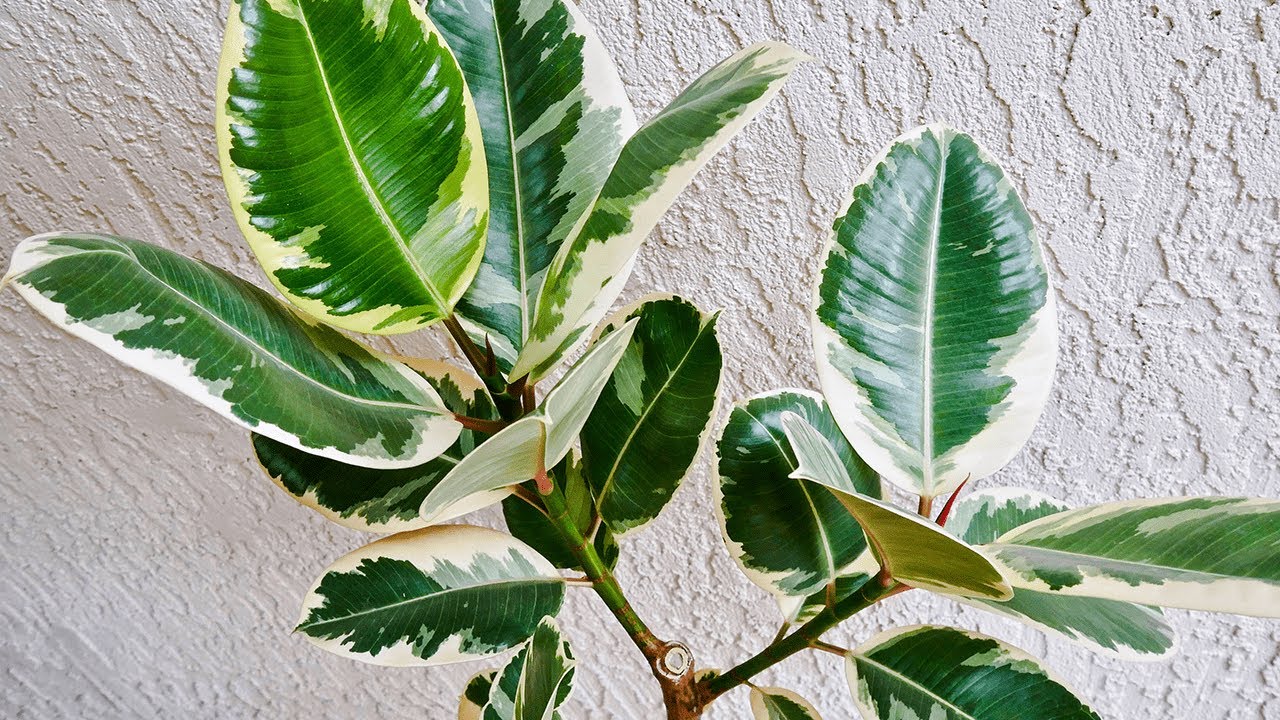 HOW TO MAKE A RUBBER TREE (RUBBER PLANT, FICUS ELASTICA) BRANCH OUT / JOY US GARDEN