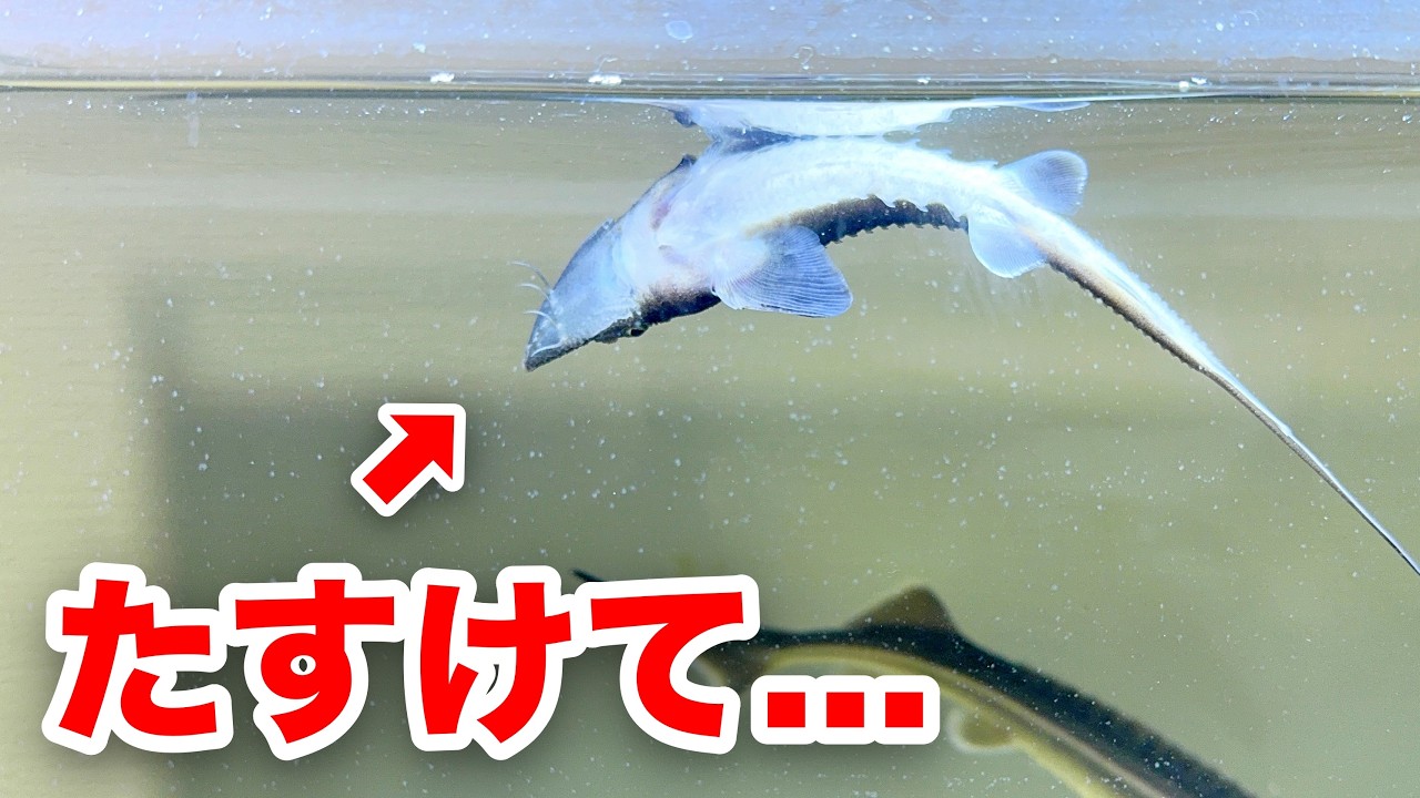キャビアになるはずのサメが死にそうです..