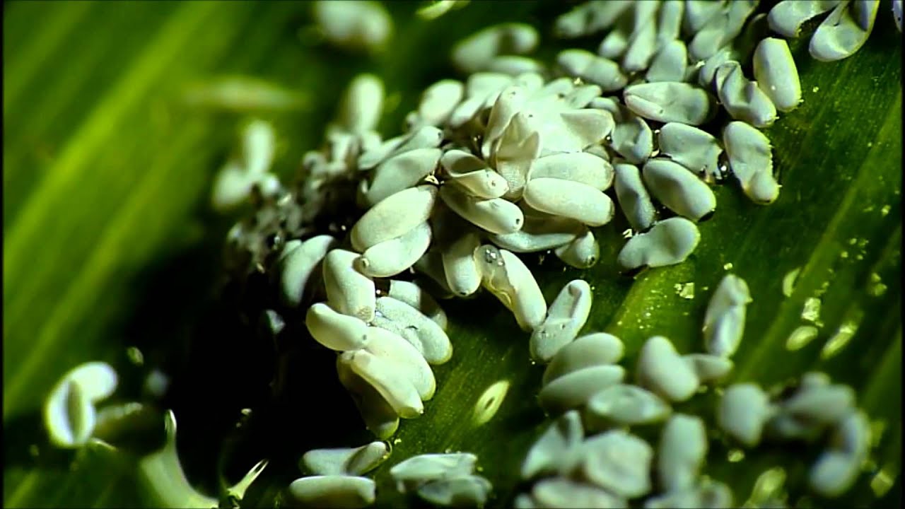 Hoverfly Eggs Hatching  Music by Talpa