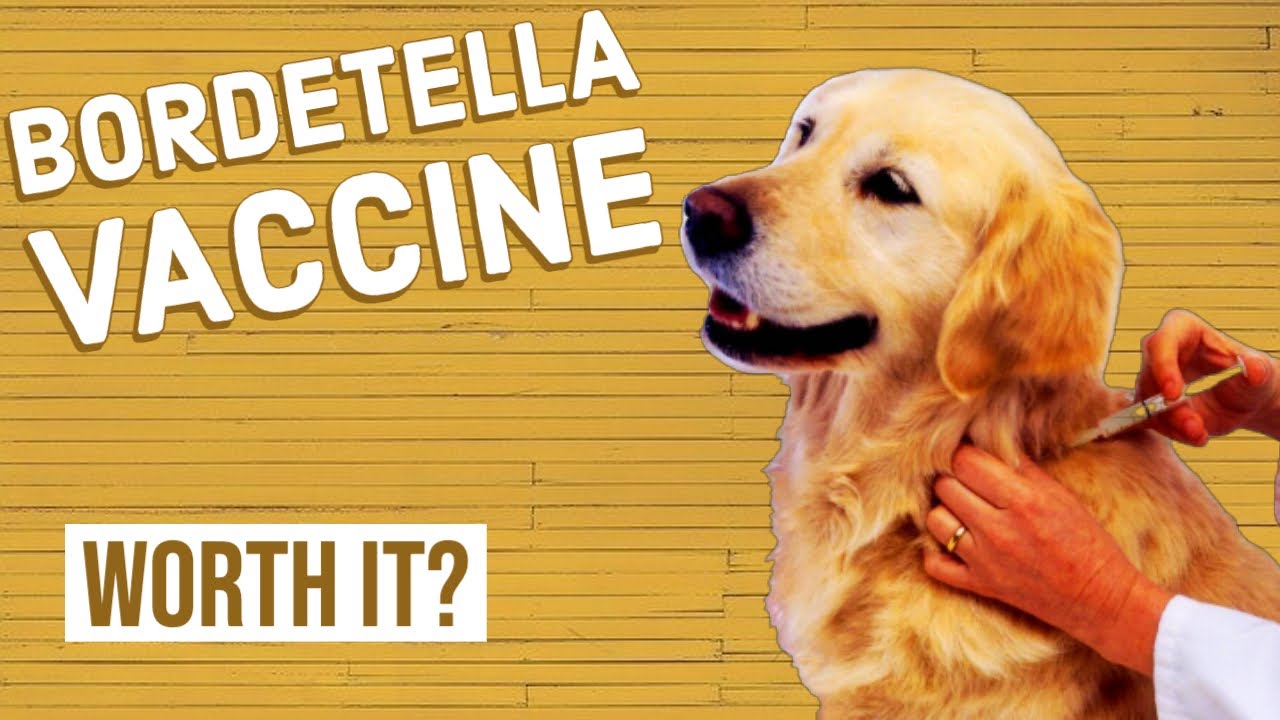 Should Your Dog Get a Bordetella Vaccine?