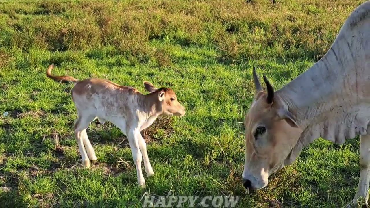 COW VIDEOS ● CUTE AND FUNNY COWS VIDEO COMPILATION - SOUND COWS MOO - CON BO