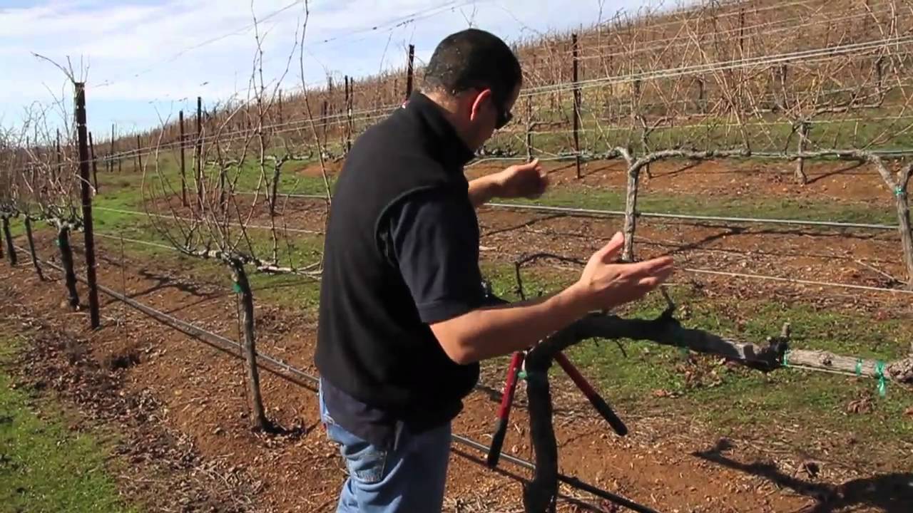 Double Guyot and Cordon Pruning Lesson