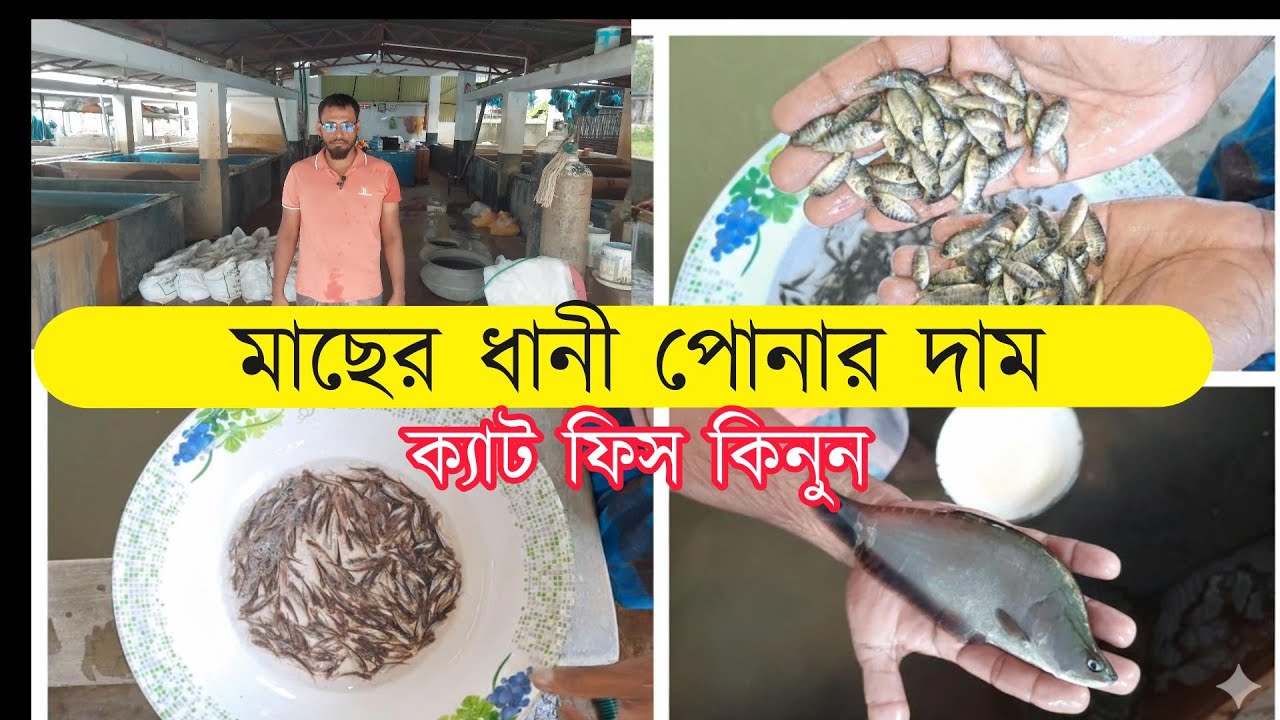#old #video মাছের রেনু ধানী পোনা কিনুন সরাসরি ভৈরব মৎস্য হ্যাচারি থেকে মাছ চাষপুকুর পরামর্শ নিন